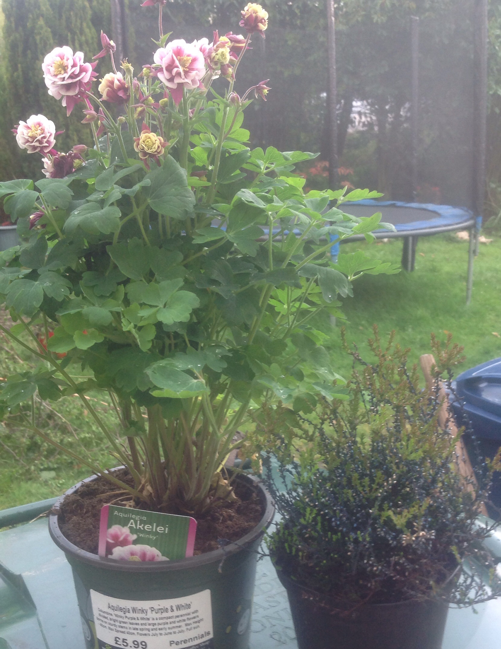 Budget buys The Lost Garden Diaries