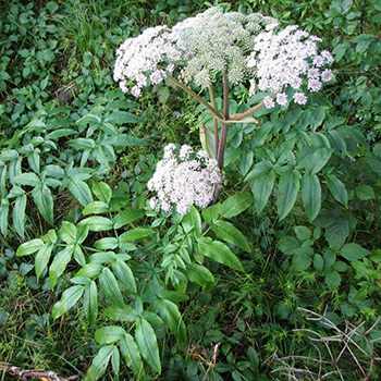Plant of The Week: Angelica - The Lost Herbs