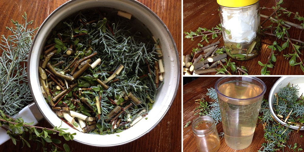 DIY Rooting Extract for Cuttings The Lost Herbs