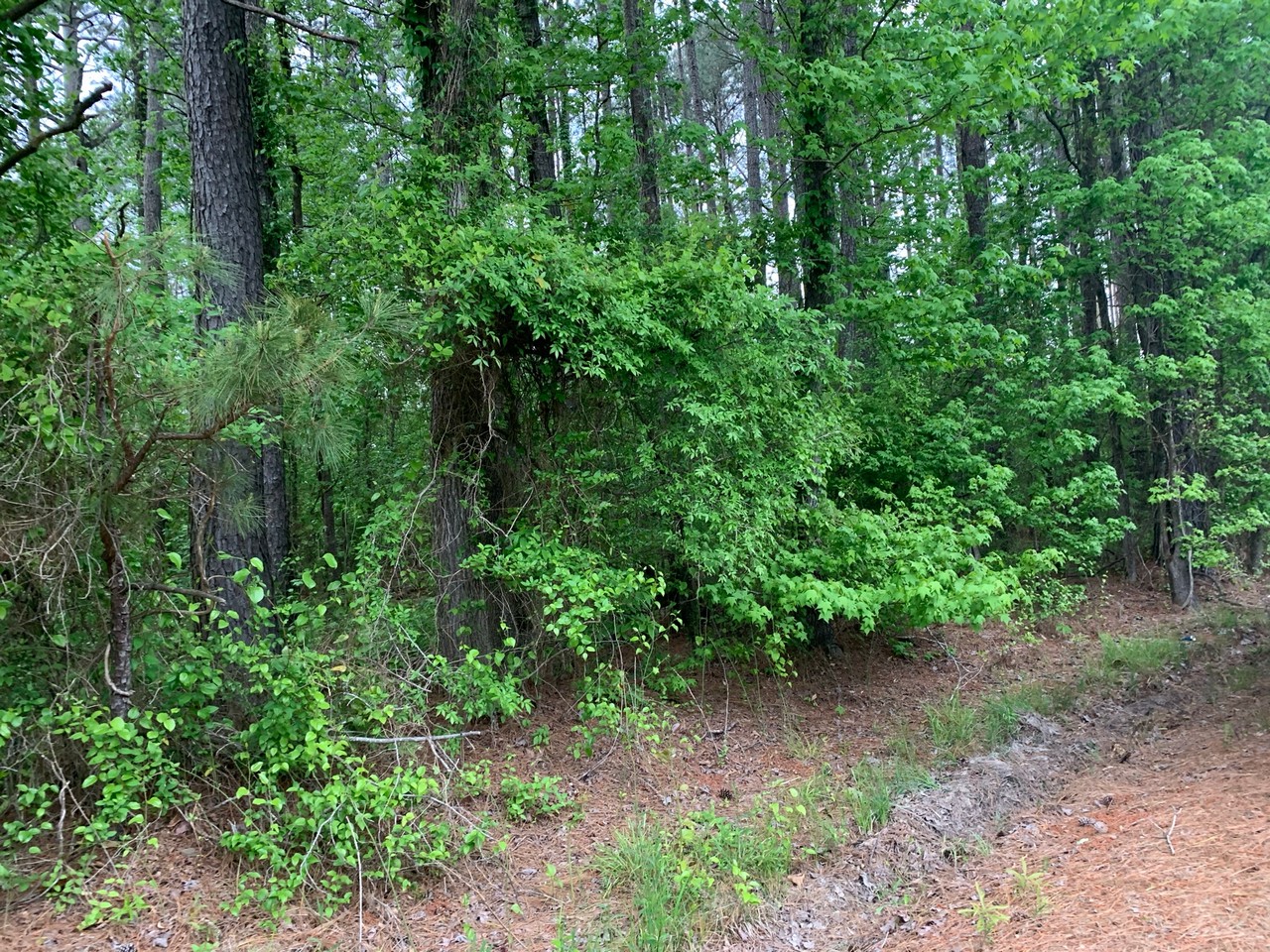 0 Jones Lake Road, Strong, AR 71765 For Sale The Lot Store