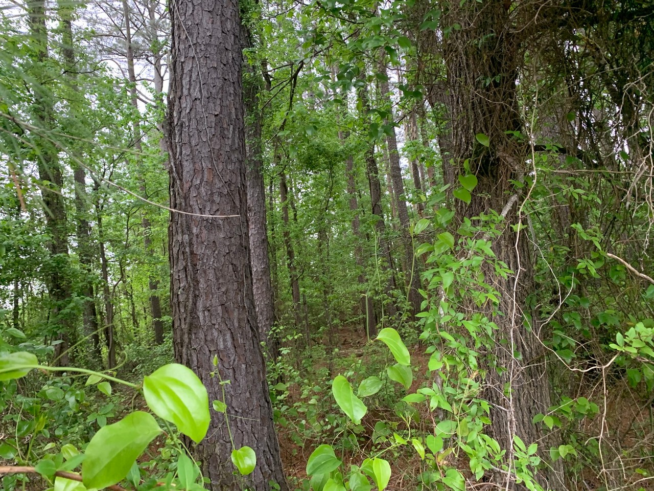 0 Jones Lake Road, Strong, AR 71765 For Sale The Lot Store