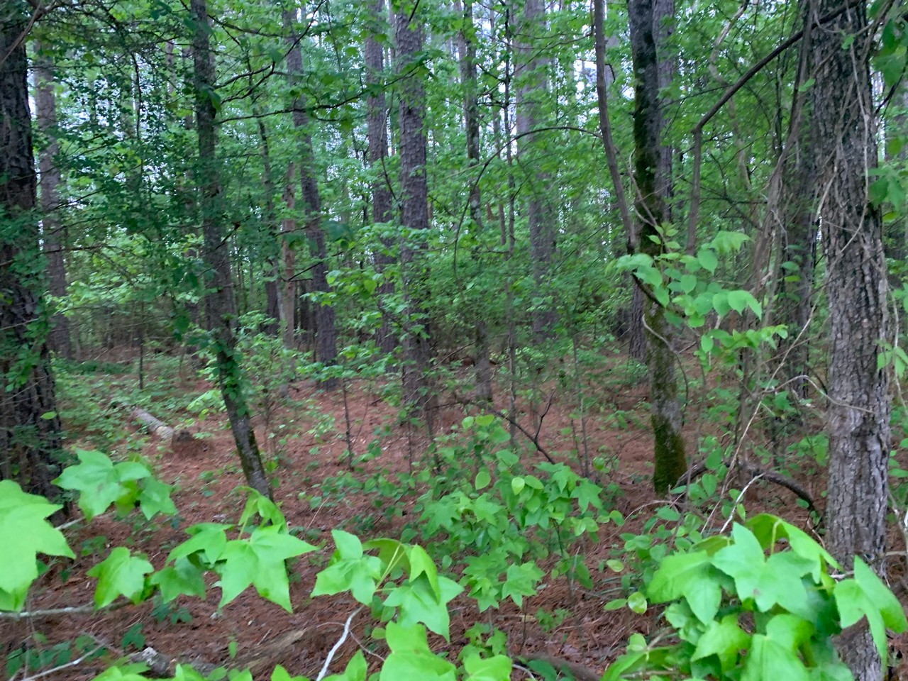 0 Jones Lake Road, Strong, AR 71765 For Sale The Lot Store