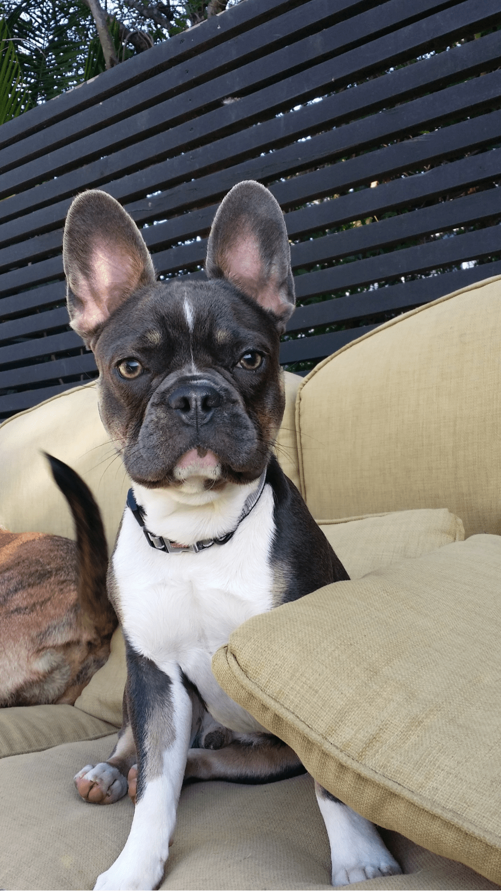 Can You Potty Train Puppy Inside And Outside