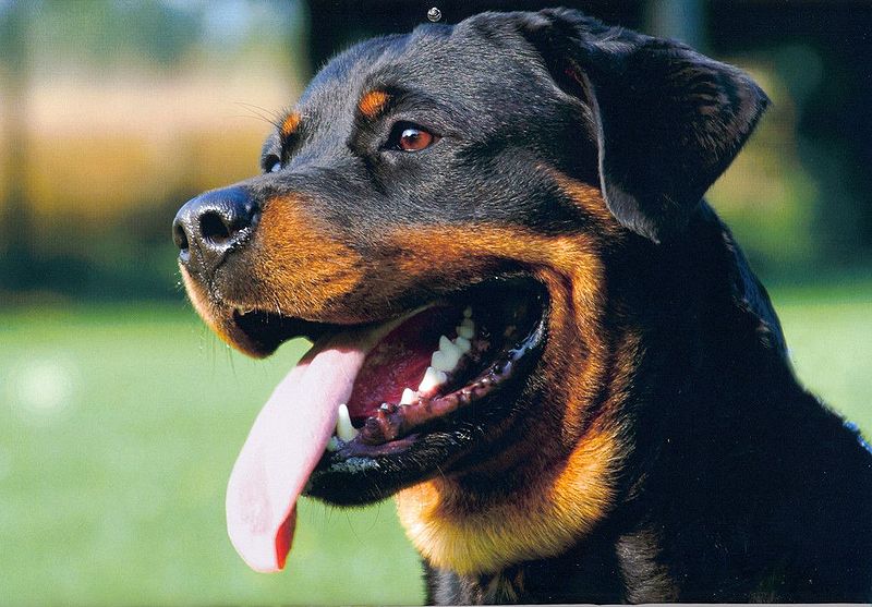 How To Train A Rottweiler The Loved Dog