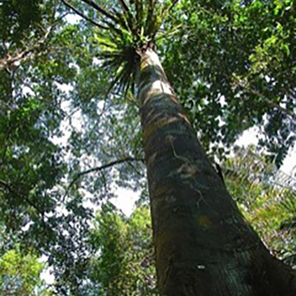 Zebra Wood Lumber Deck