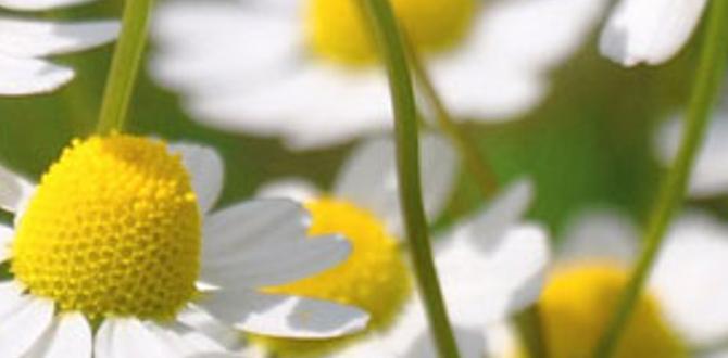 chamomile baths for relaxation chamomile baths for relaxation