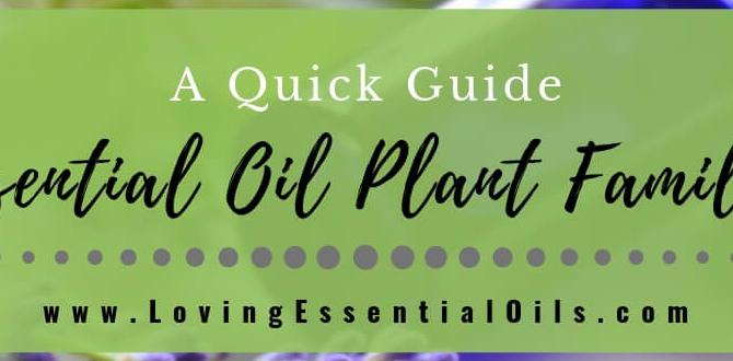 guide to essential oils tips guide to essential oils tips