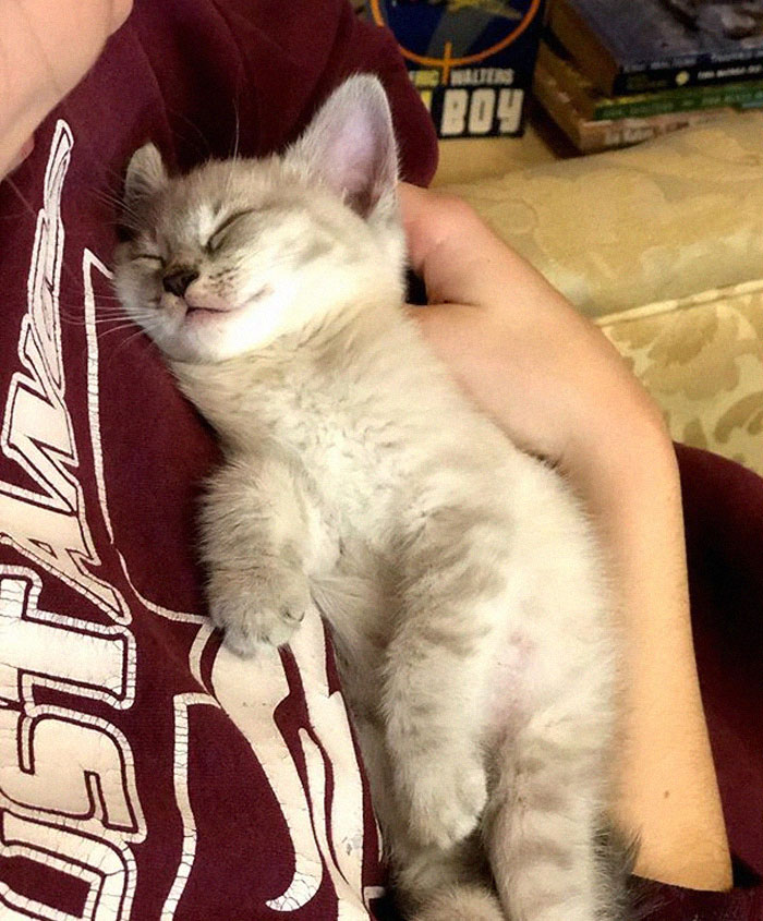 Free Cat Cuddles at This Brilliant Canadian Bookstore