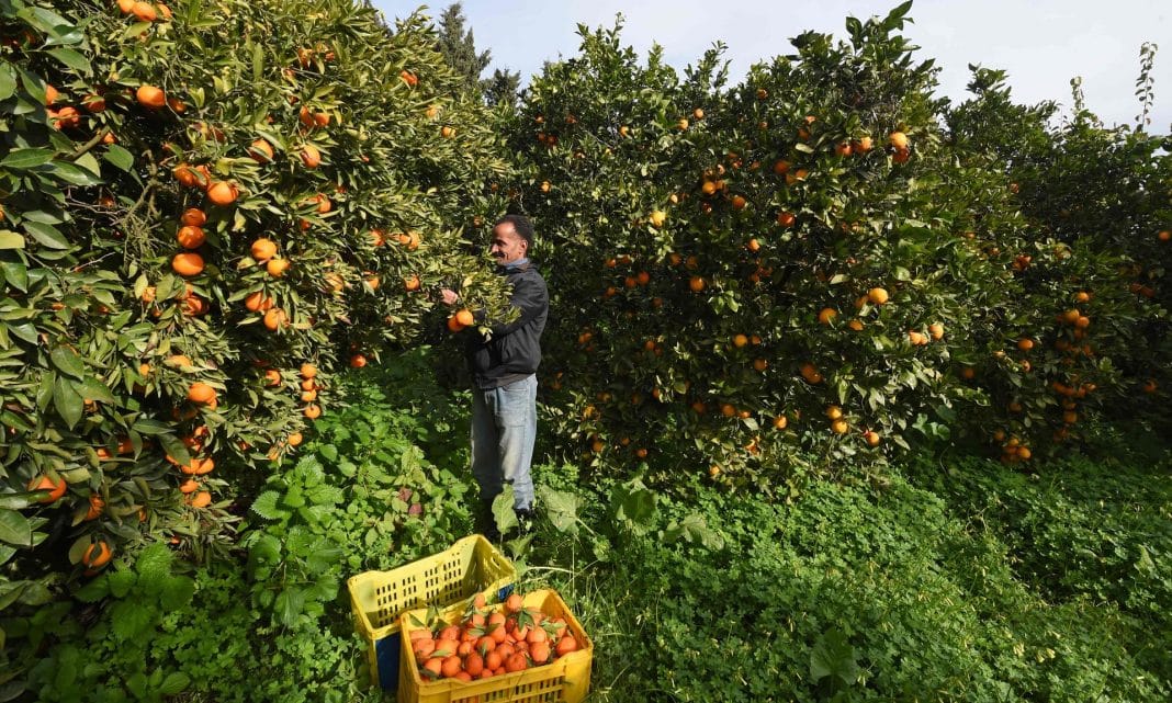 Bittersweet harvest as Tunisian orange farmers swamped by record crop