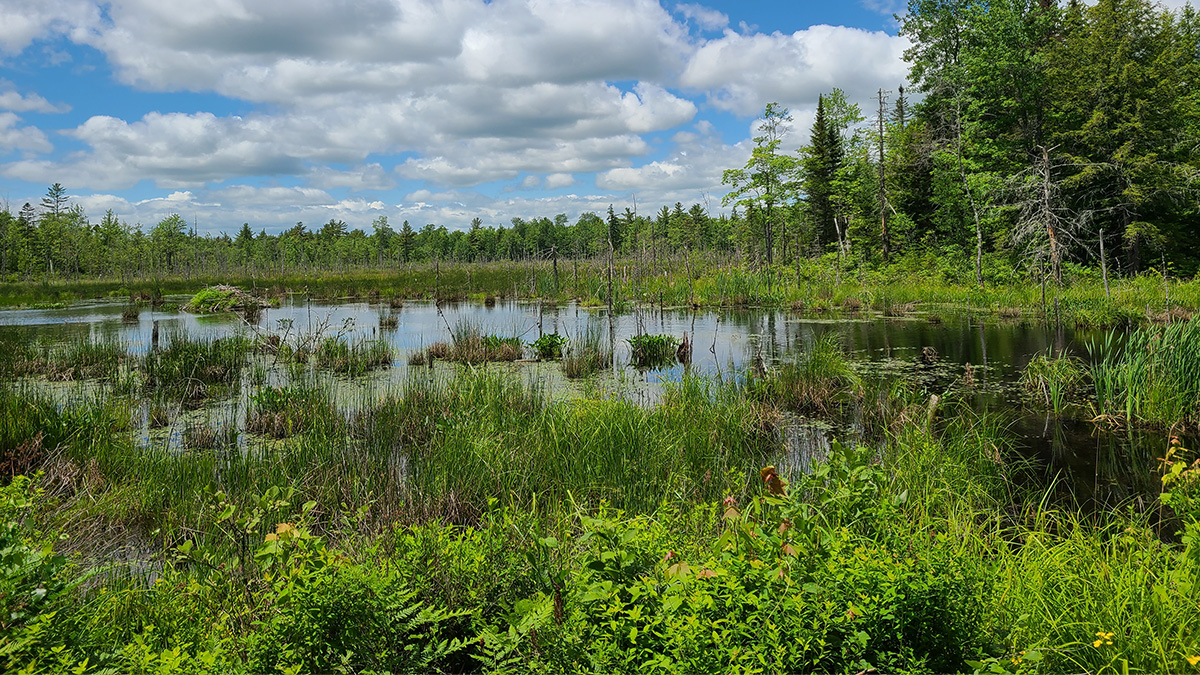 209 Acres Of Land For Sale In Howland, Maine Penobscot County The