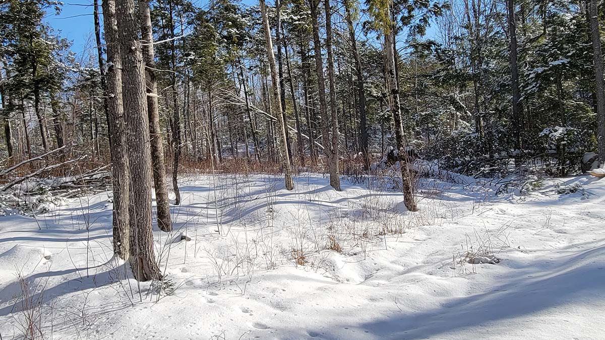 4.2 Acres Of Land For Sale In Burlington, Maine Penobscot County