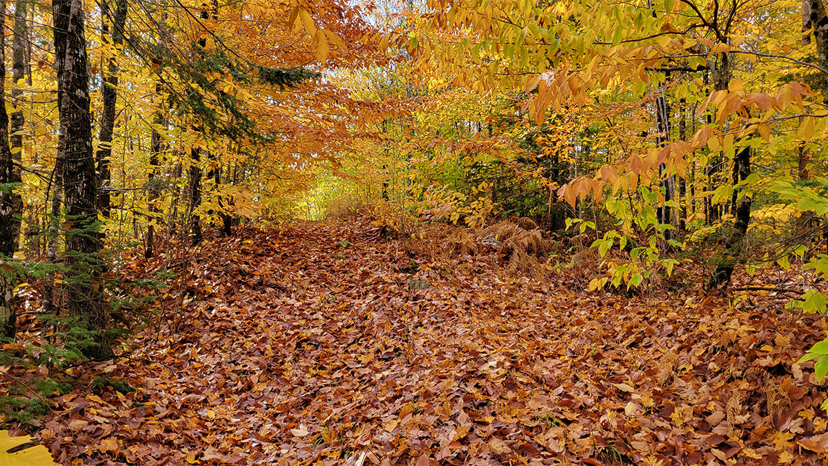 The Maine Land Store Where Your Own Piece Of Maine Is Waiting For You.