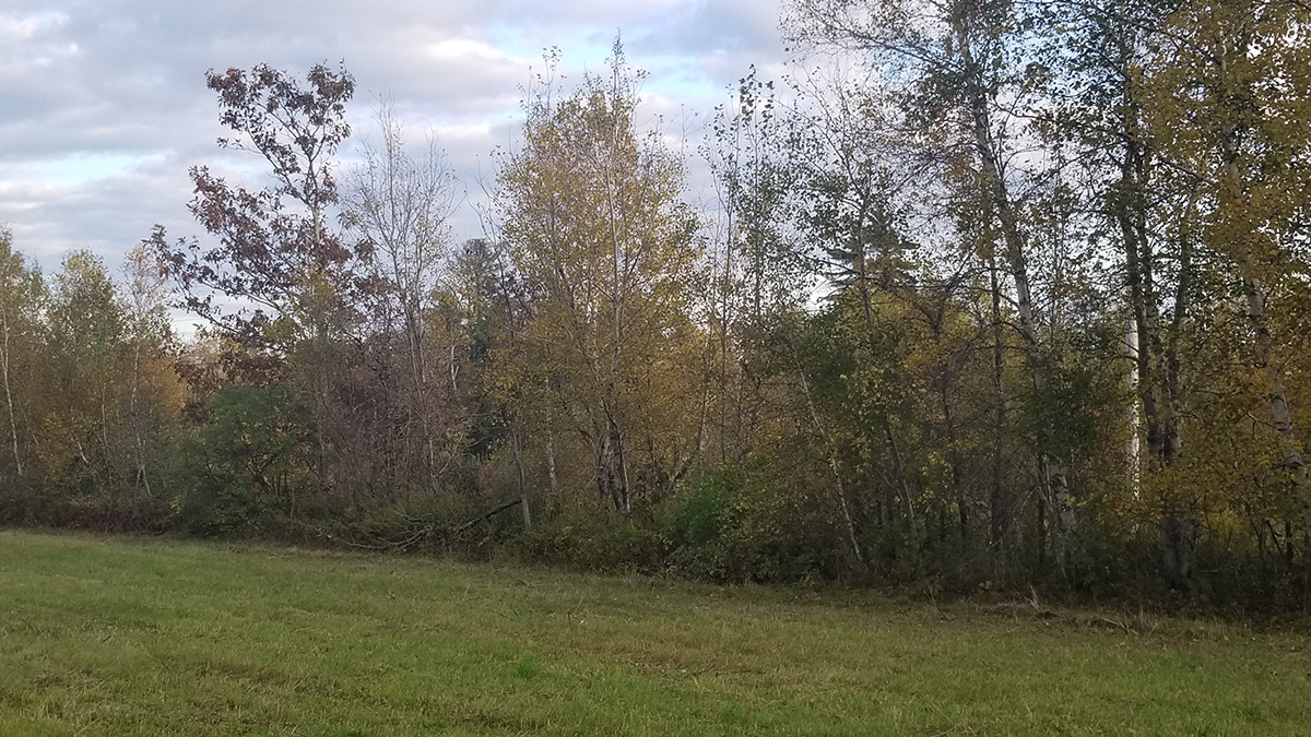3.3 Acres Of Land For Sale In Lee, Maine Aroostook County The Maine