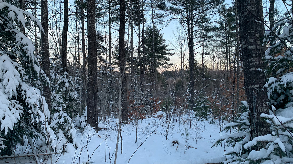 3.5 Acres Of Land For Sale In Lee, Maine Penobscot County The Maine