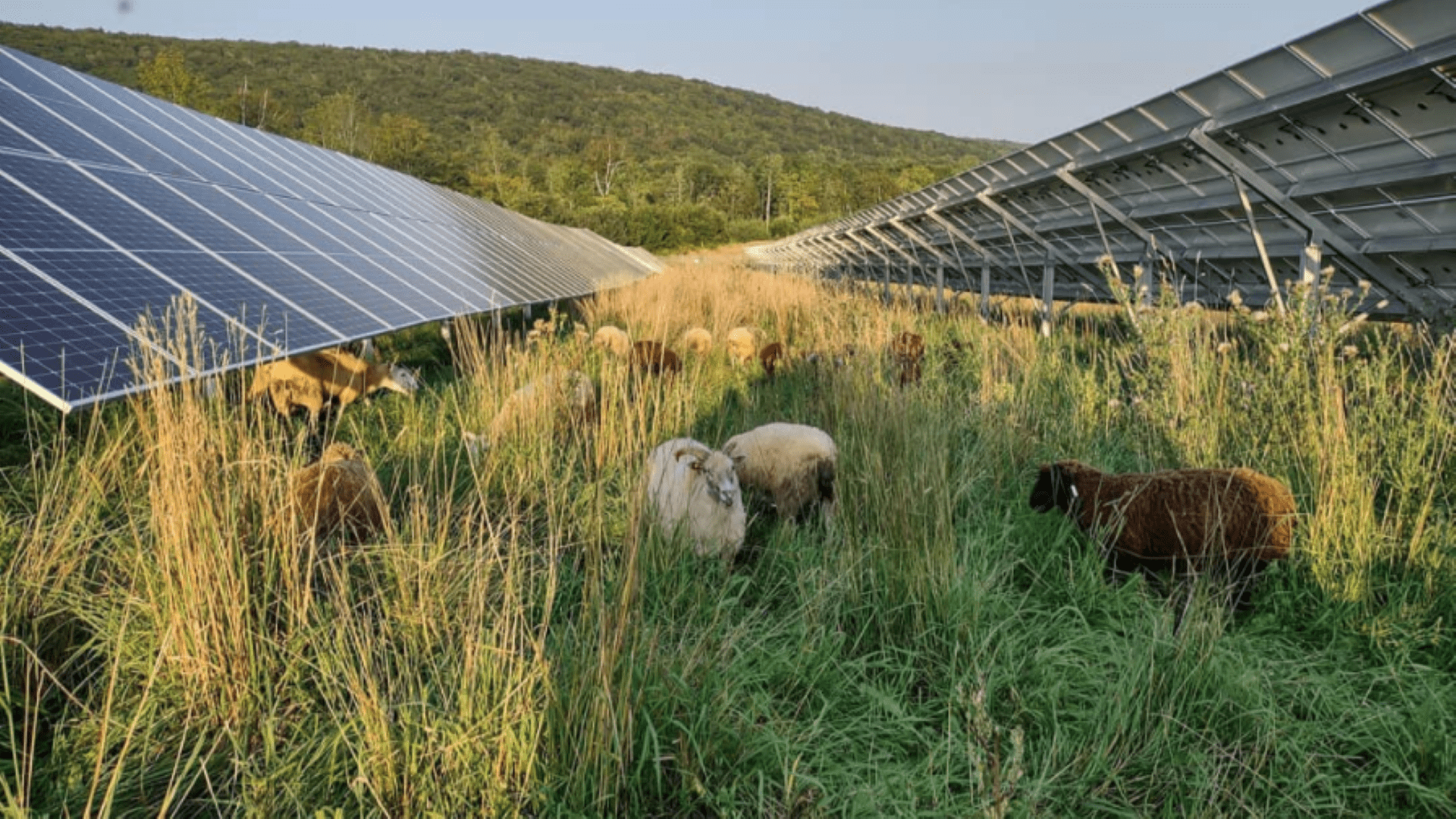 Maine’s prime farmland is being lost to solar. Is ‘dual use’ the answer?