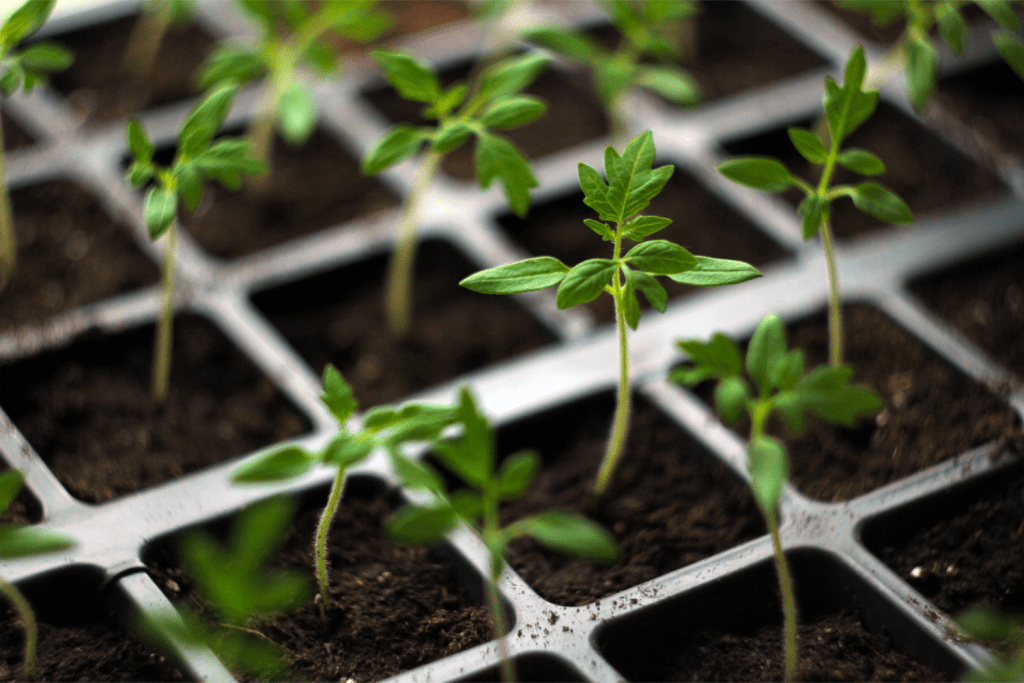 6 Surprising Rabbit Manure Benefits the Making Life