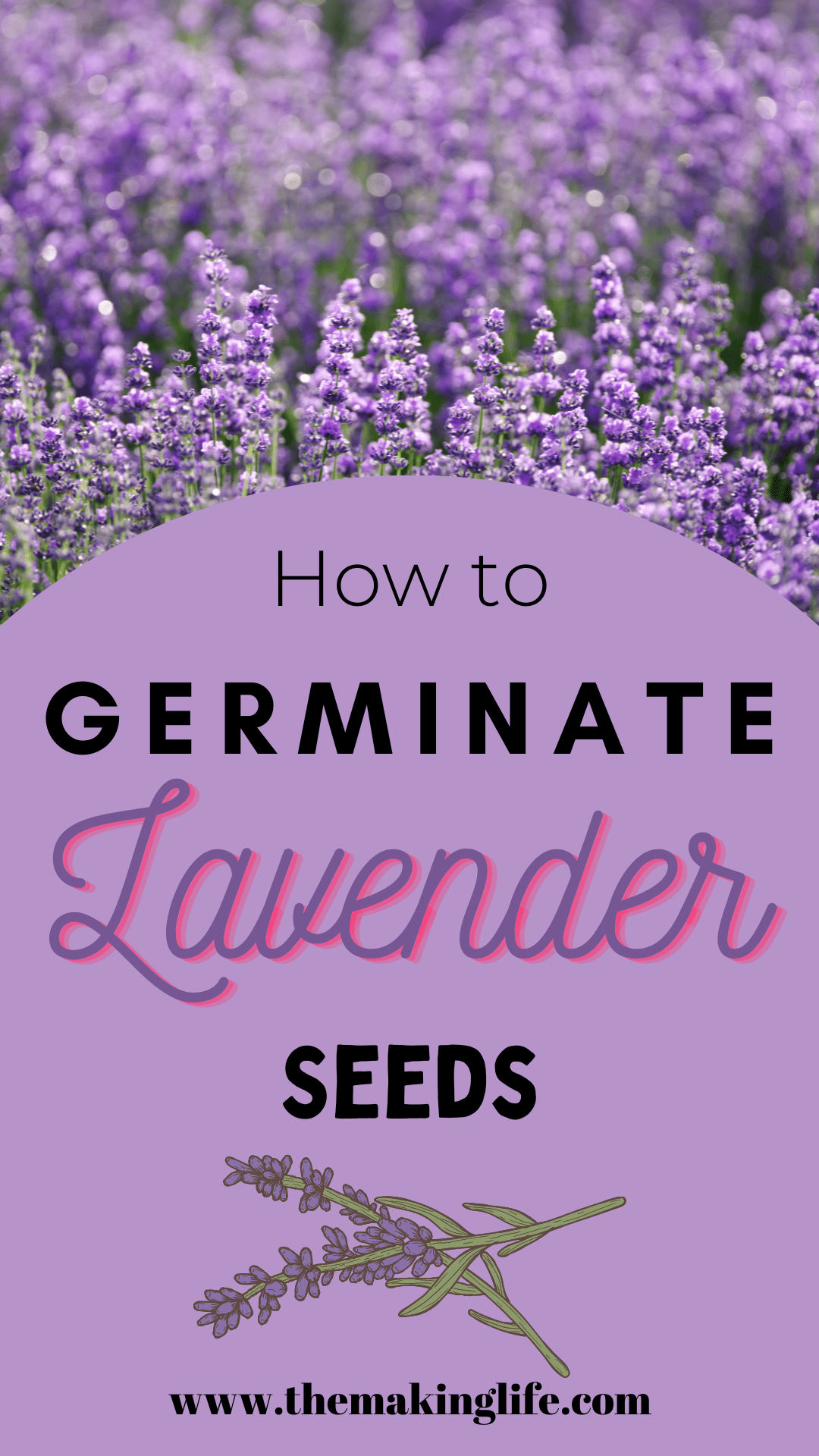 How to Germinate Lavender Seeds the Making Life