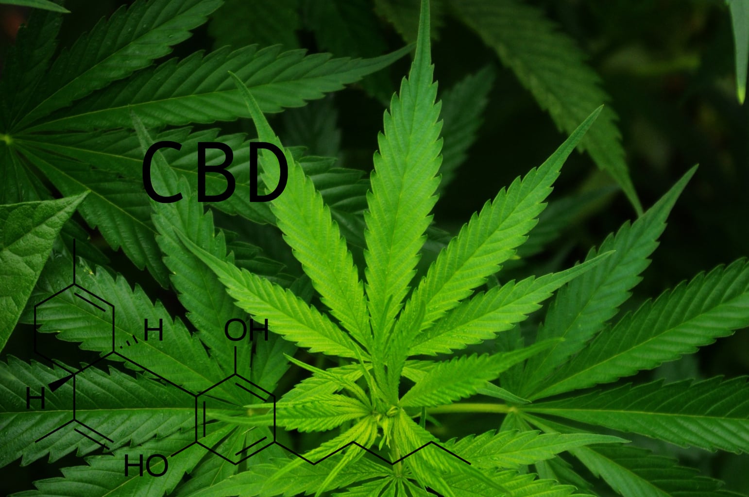 All the Benefits of CBD Oil for People in Sports » The MALESTROM