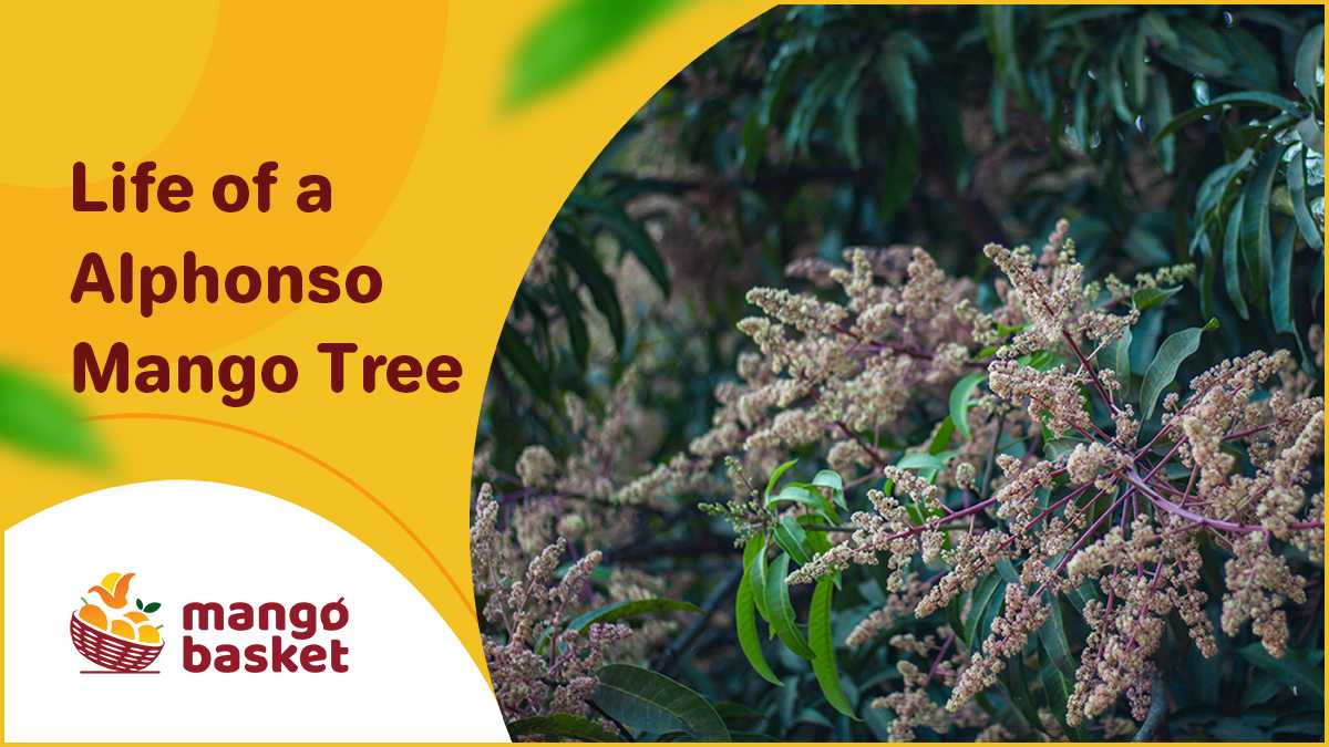 Life of a Alphonso Mango Tree