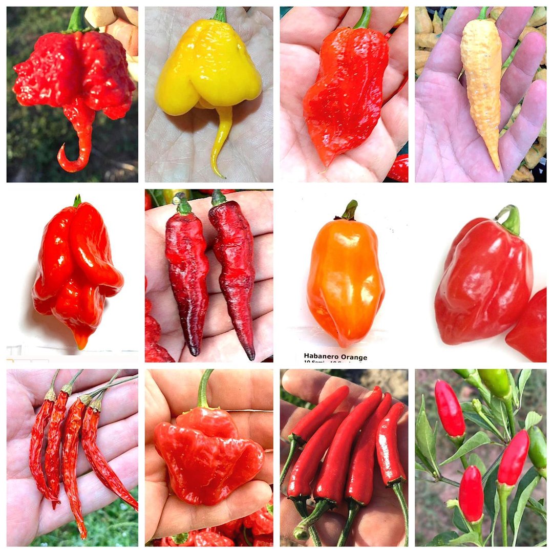 Top 12 Hottest Peppers in the World