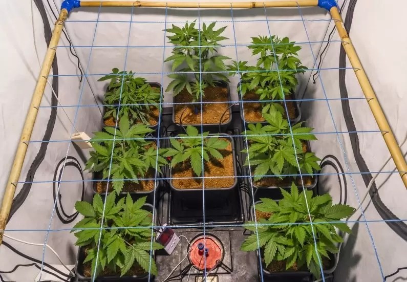Beginner's Guide to Growing Weed at Home The Marijuana Consumer