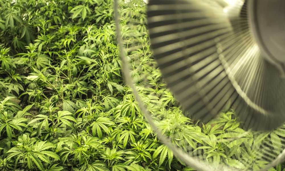 AC Infinity CLOUDLINE T6 Review - The Marijuana Vape