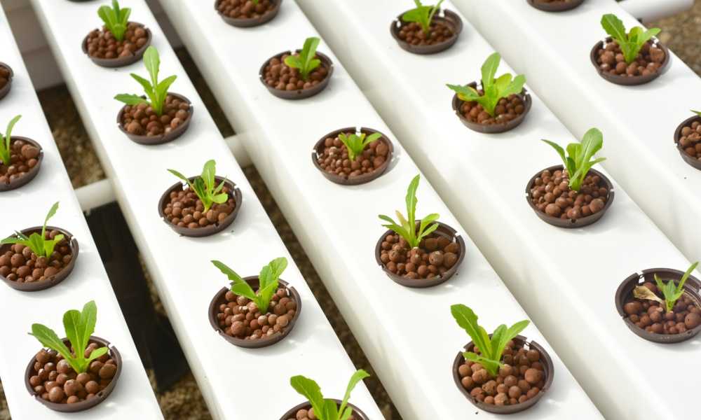 How to Get Rid of Root Rot from Hydroponics The Marijuana Vape