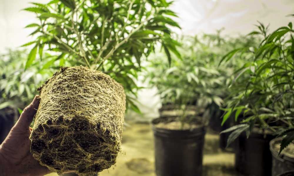 How to Get Rid of Root Rot from Hydroponics The Marijuana Vape