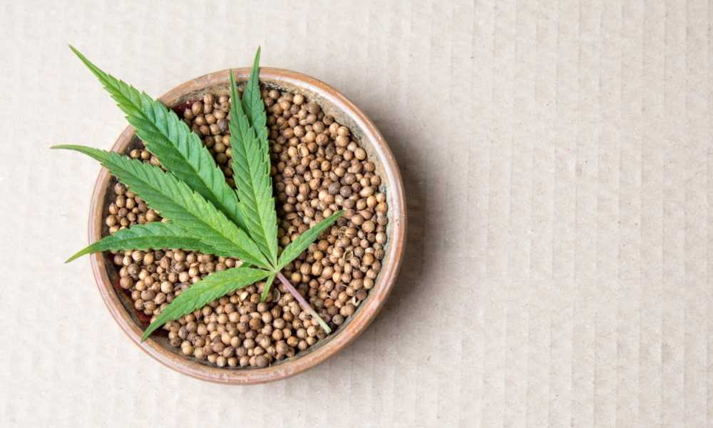 How Many Plants Can You Grow in California State Cannabis