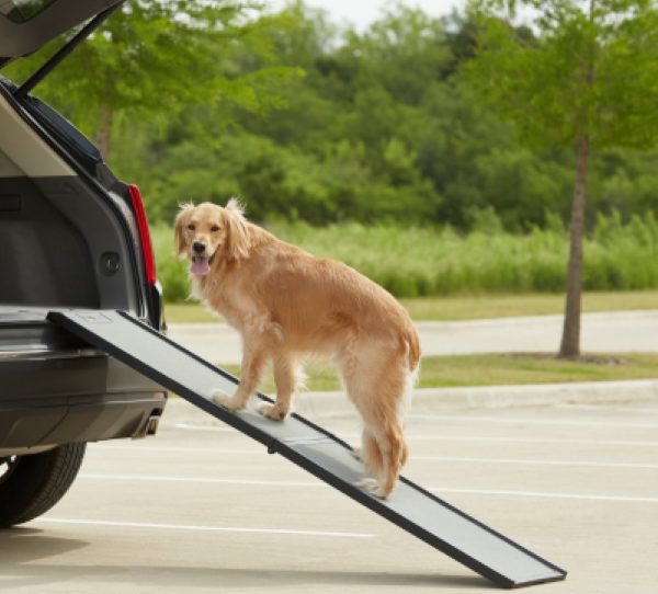 8 Best Dog Ramps for Car,Bed, Stairs,Sofa,Small dogs,Dogs with Arthritis