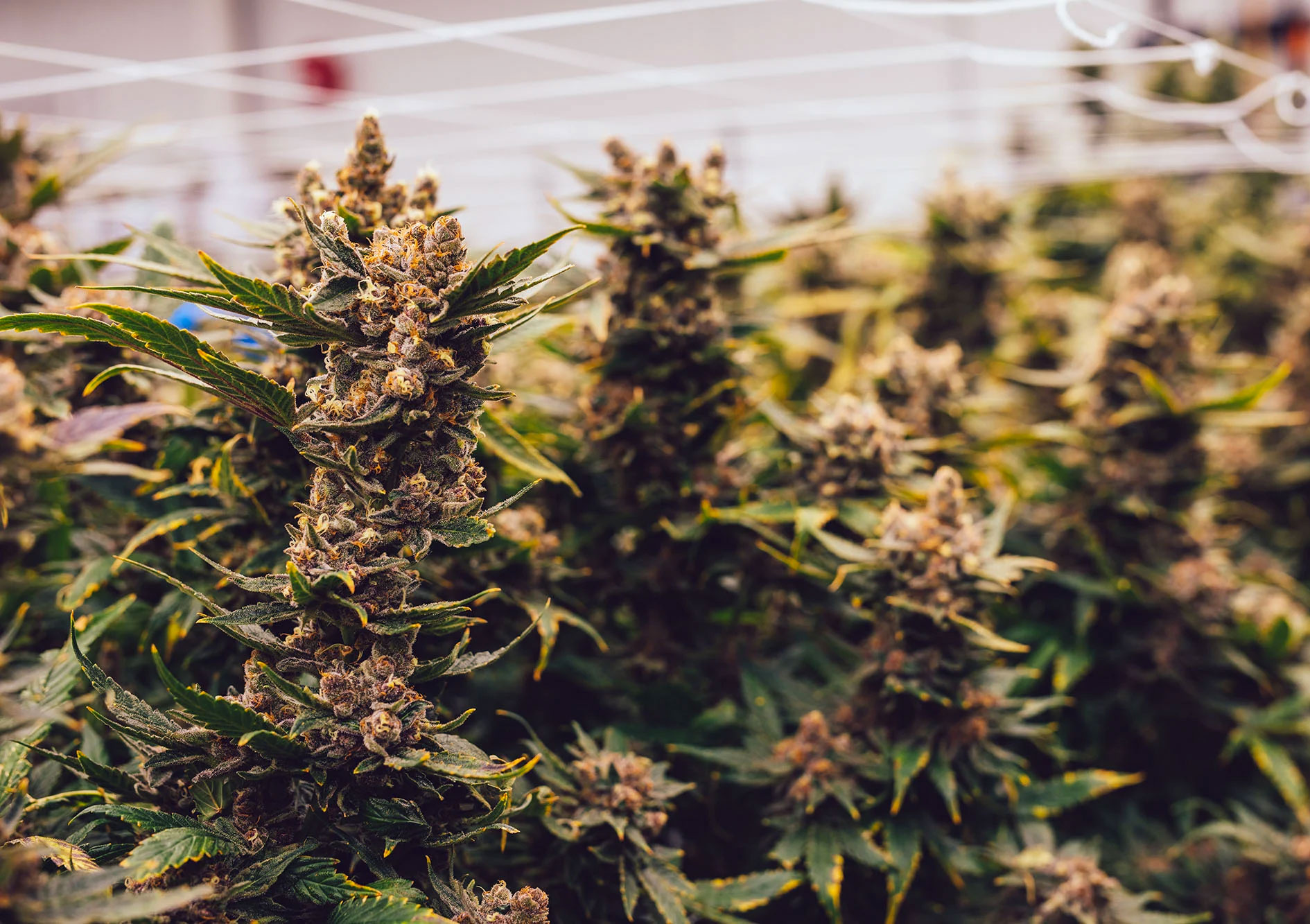 TILT Holdings (CSETILT) subsidiary receives provisional adultuse