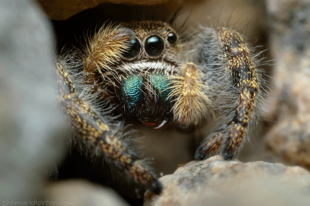 Spider GIFs MARK HORTON