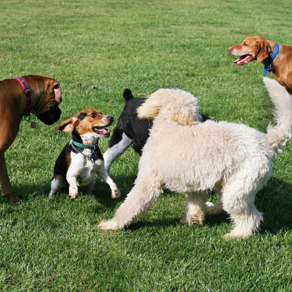 Dog Friendly State Parks The Marling