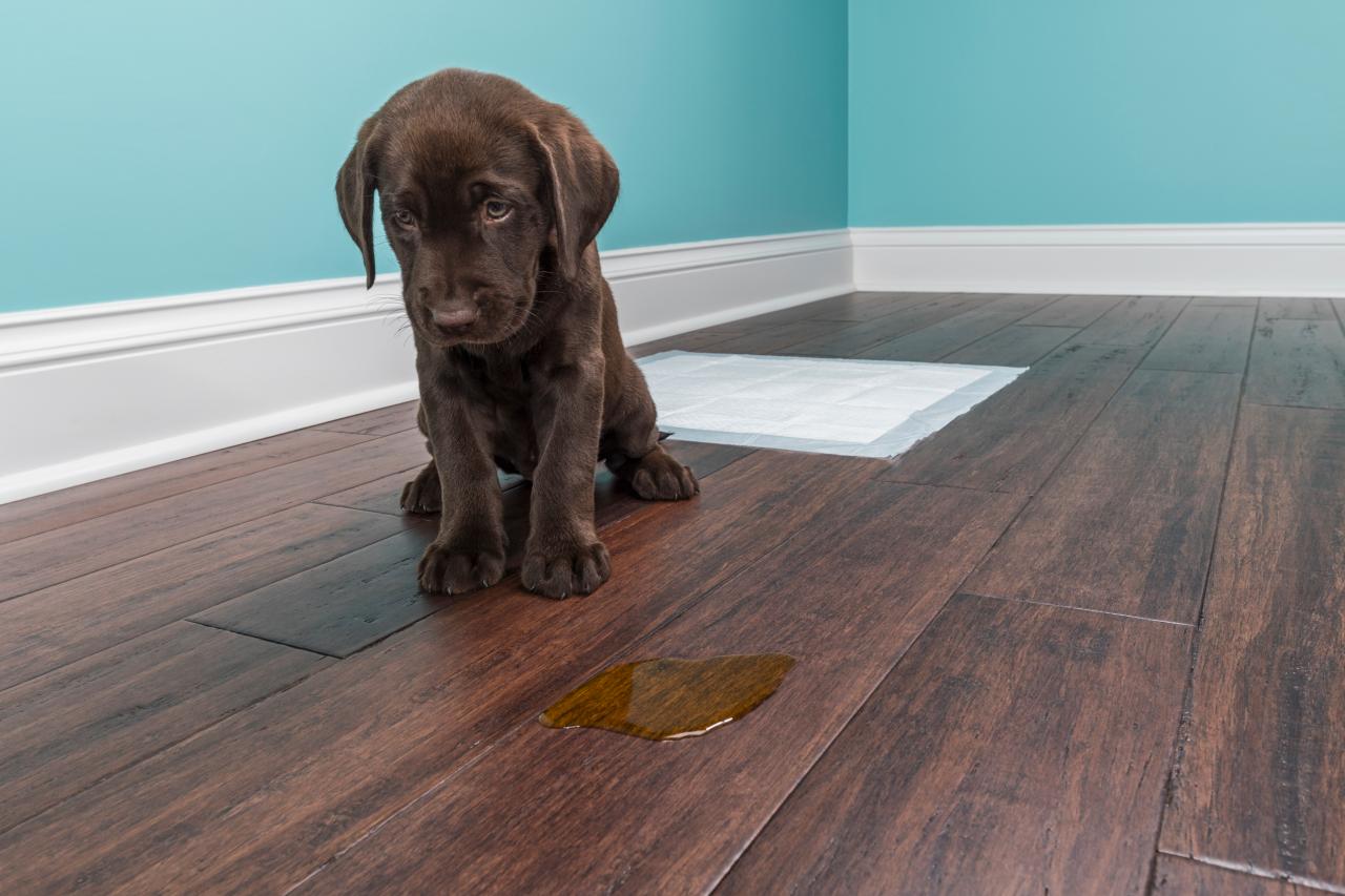 How to Remove Pet Stains from Hardwood Flooring [Easy To Follow!]