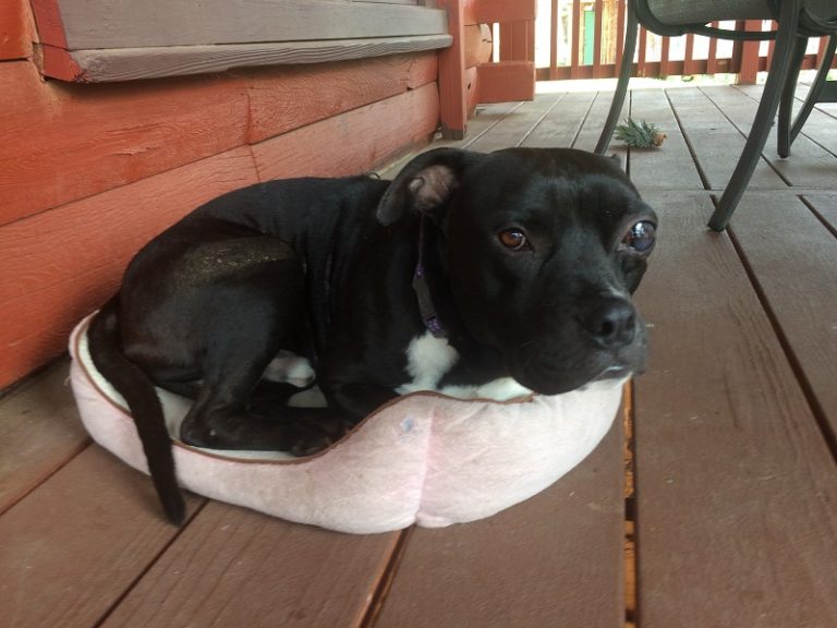 Pit Bull Every Dog Has Its Day Pit Bull Rescue in