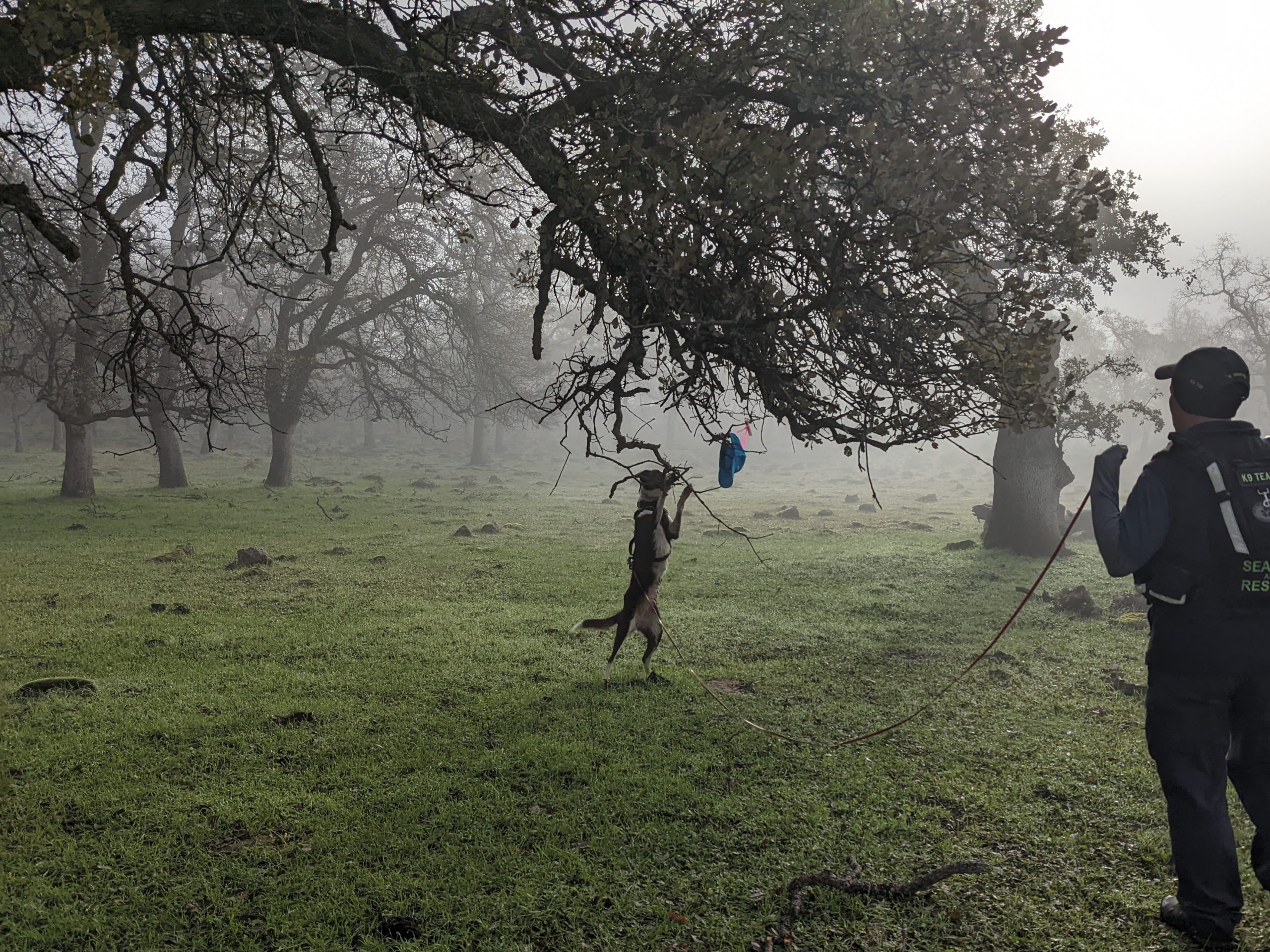 Service McNab Gallery The McNab Stockdog Foundation