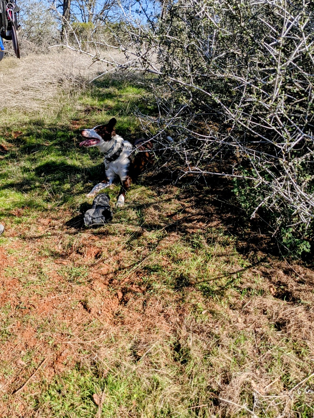 Service McNab Gallery The McNab Stockdog Foundation