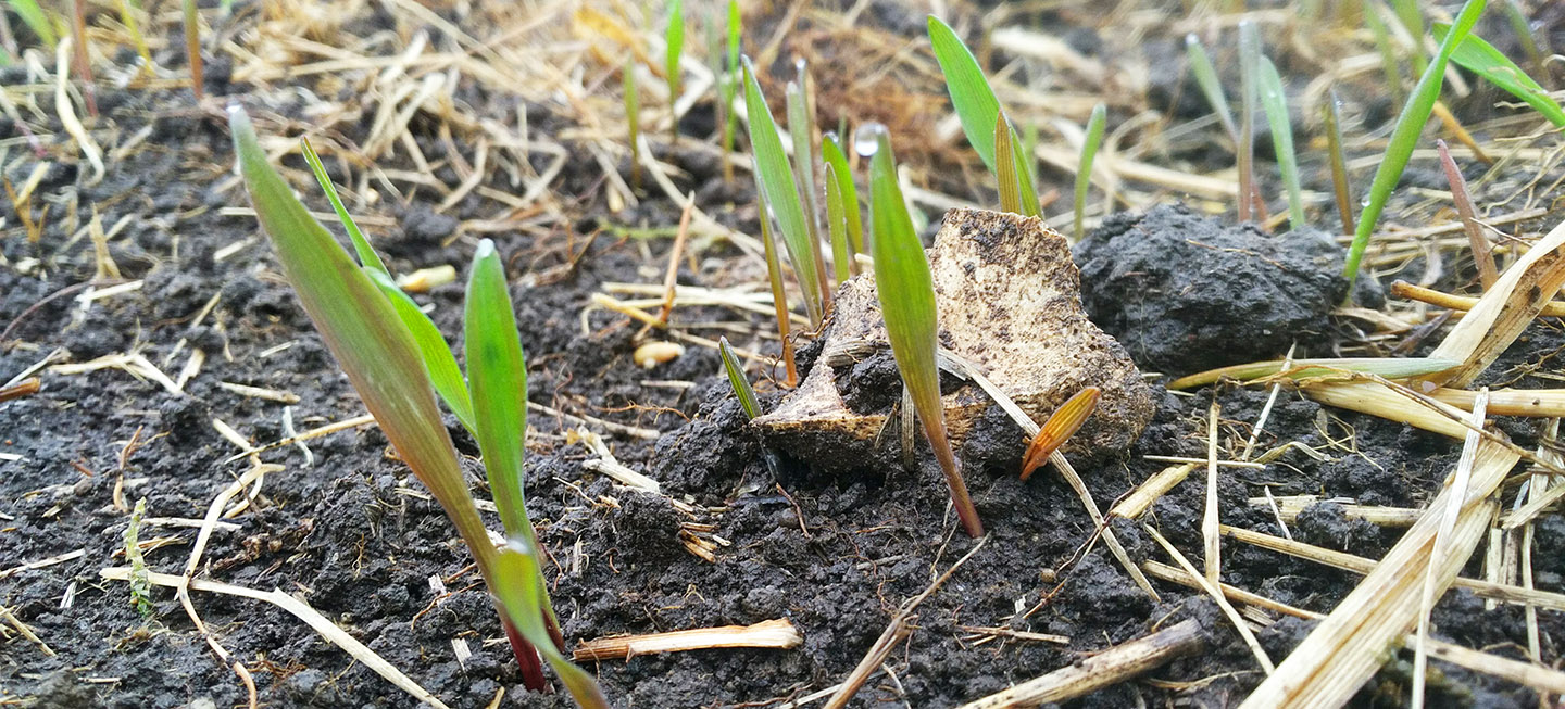 Preparing for a Transformation The Meadoway