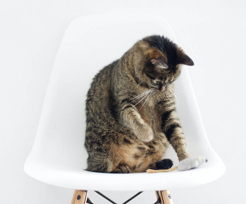 The Pet Expert Why Does My Cat Have A Flabby Belly? The Meaford