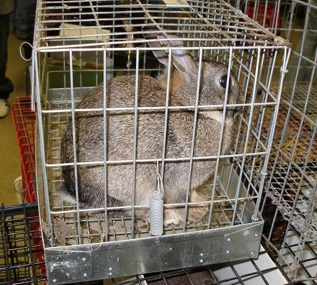 The York, PA Rabbit Show photoessay