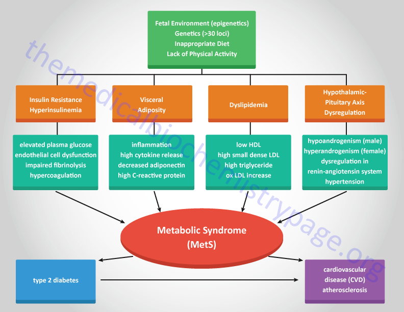 The Metabolic Syndrome MetS The Medical Biochemistry Page