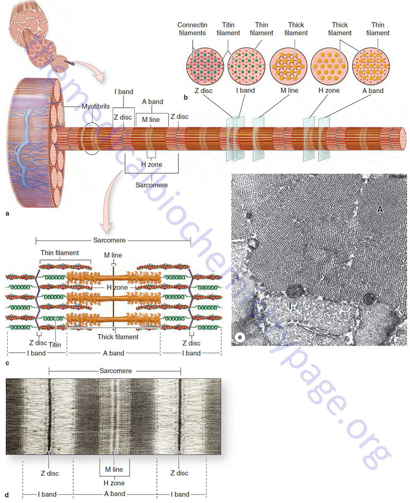 Biochemistry of Skeletal, Cardiac, and Smooth Muscle The Medical
