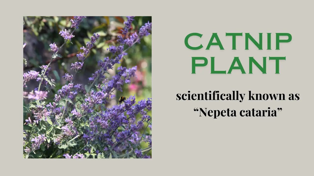 Uses of Catnip Plant A Comprehensive Guide The Medicinal Plants
