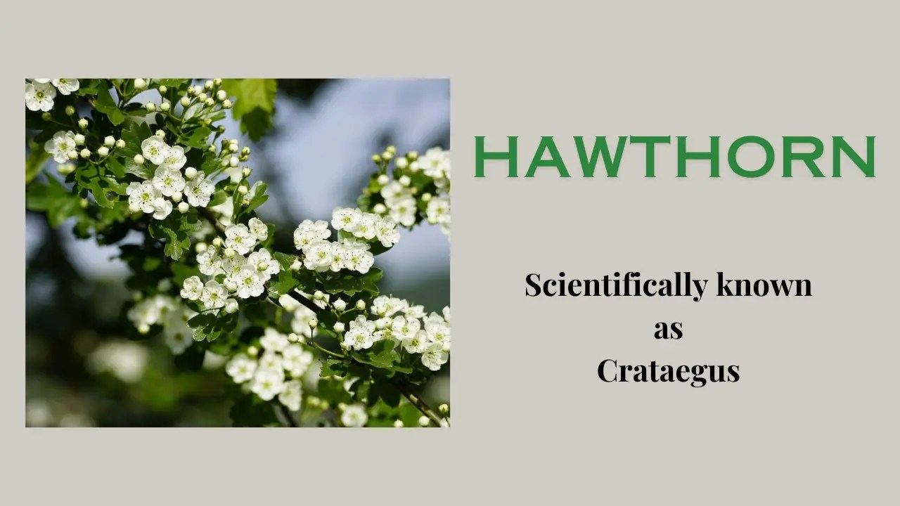 Hawthorn tree Definition, Uses, Health Benefits and side effect The
