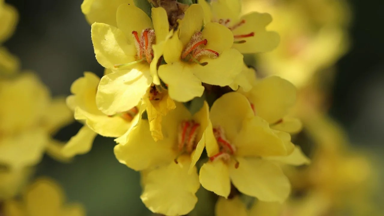 Medicinal Properties of MulleinHerb The Medicinal Plants