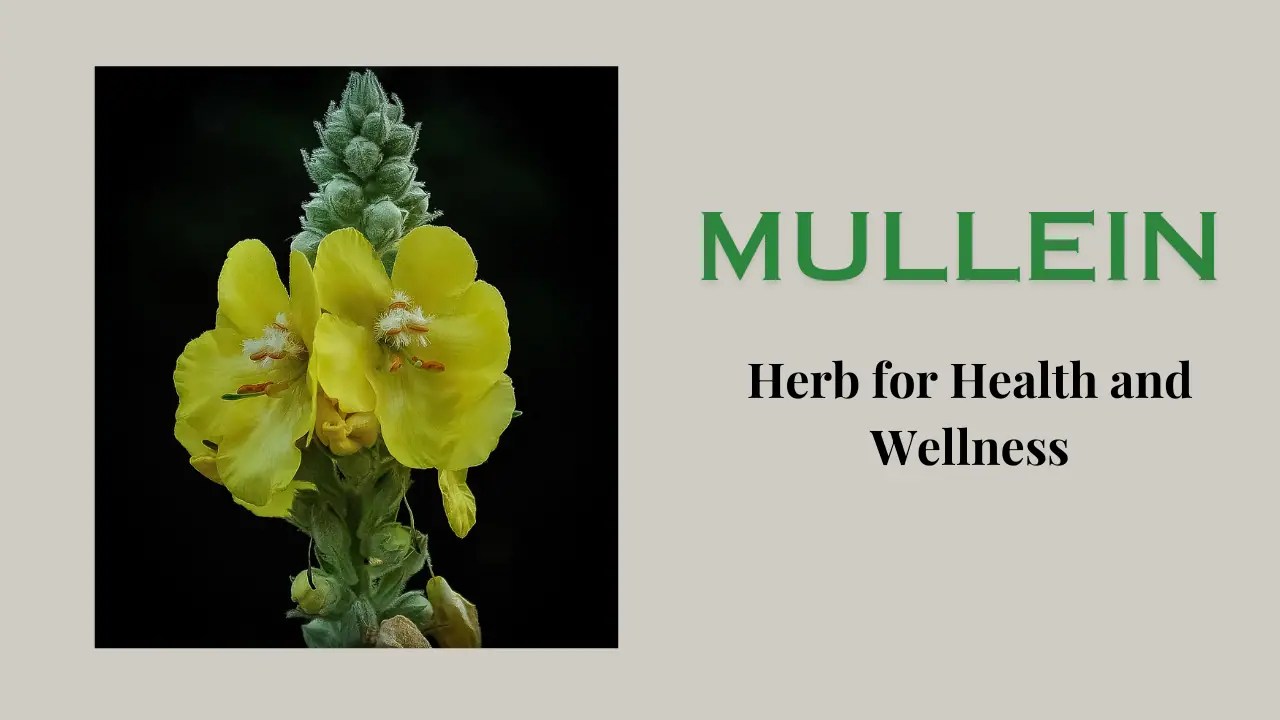 Medicinal Properties of MulleinHerb The Medicinal Plants