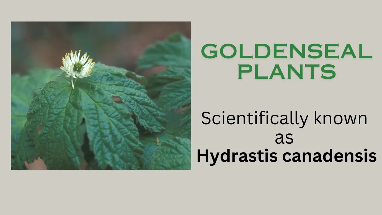 Guide to Buying Goldenseal Plants for Sale The Medicinal Plants