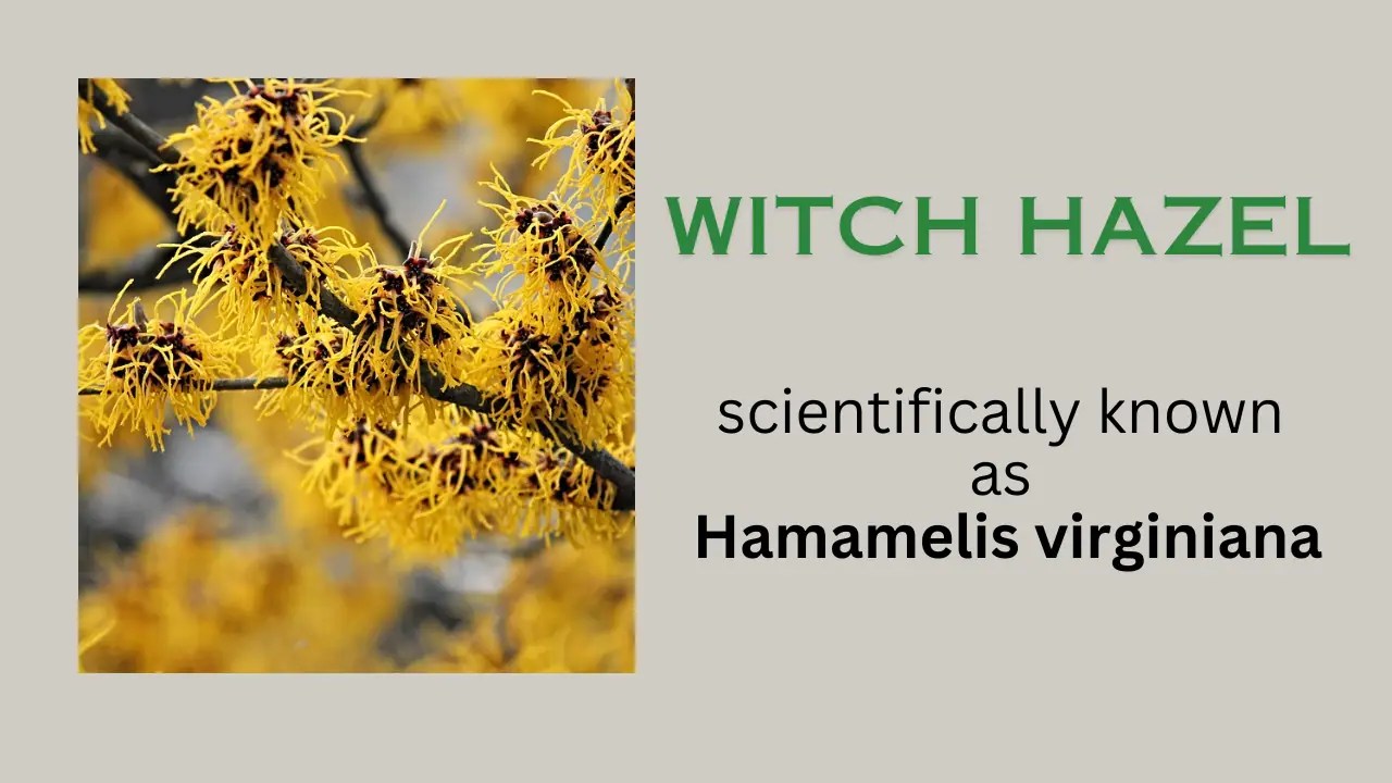 Witch Hazel Introduction and myths The Medicinal Plants