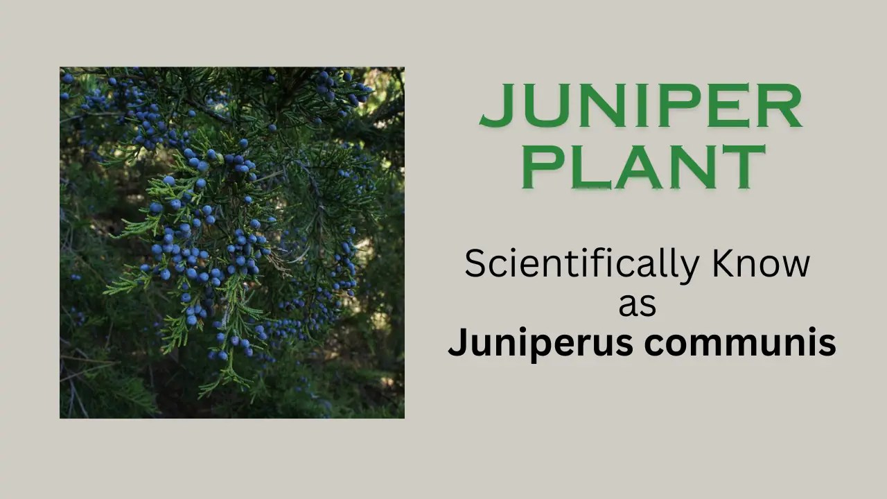Juniper Plant Scientific name, family, properties The Medicinal Plants
