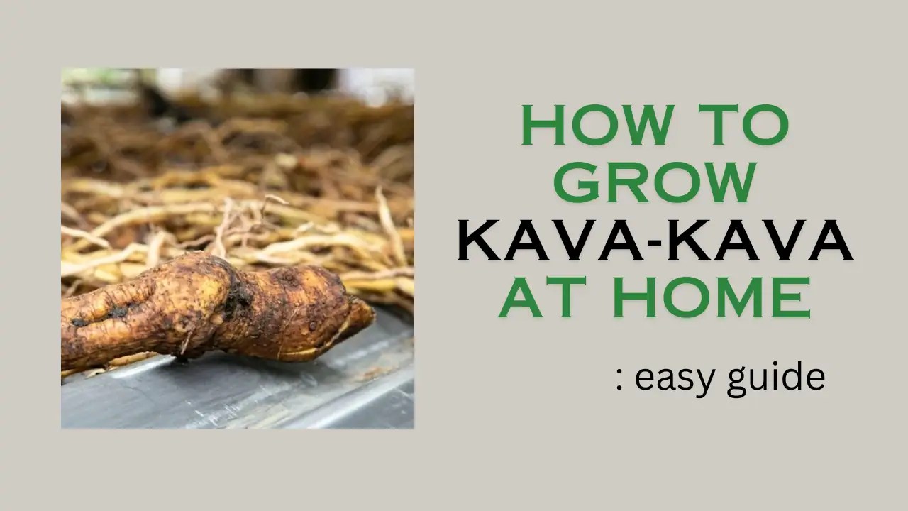 How to grow Kava Kava in the garden easy guide The Medicinal Plants